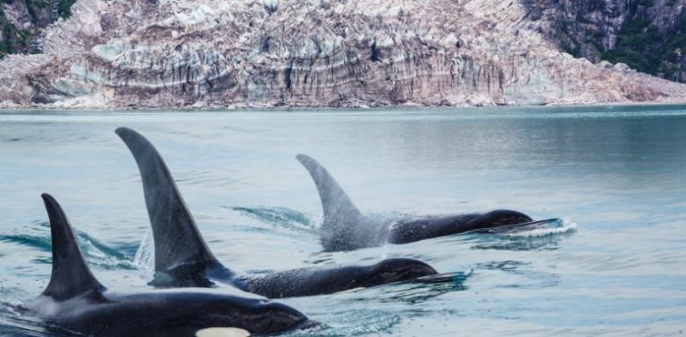 Three orcas in the water off the coast of Alaska.