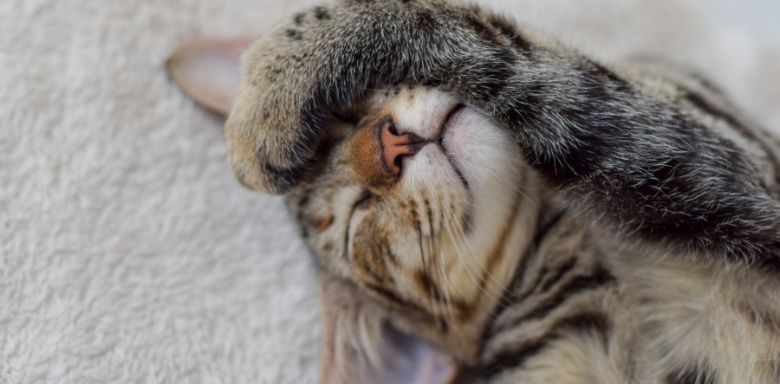 A cute cat laying on its back with its paw over its face.